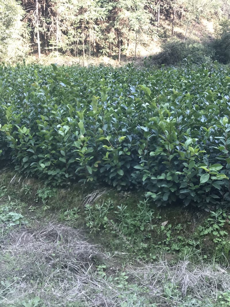 油茶小苗
