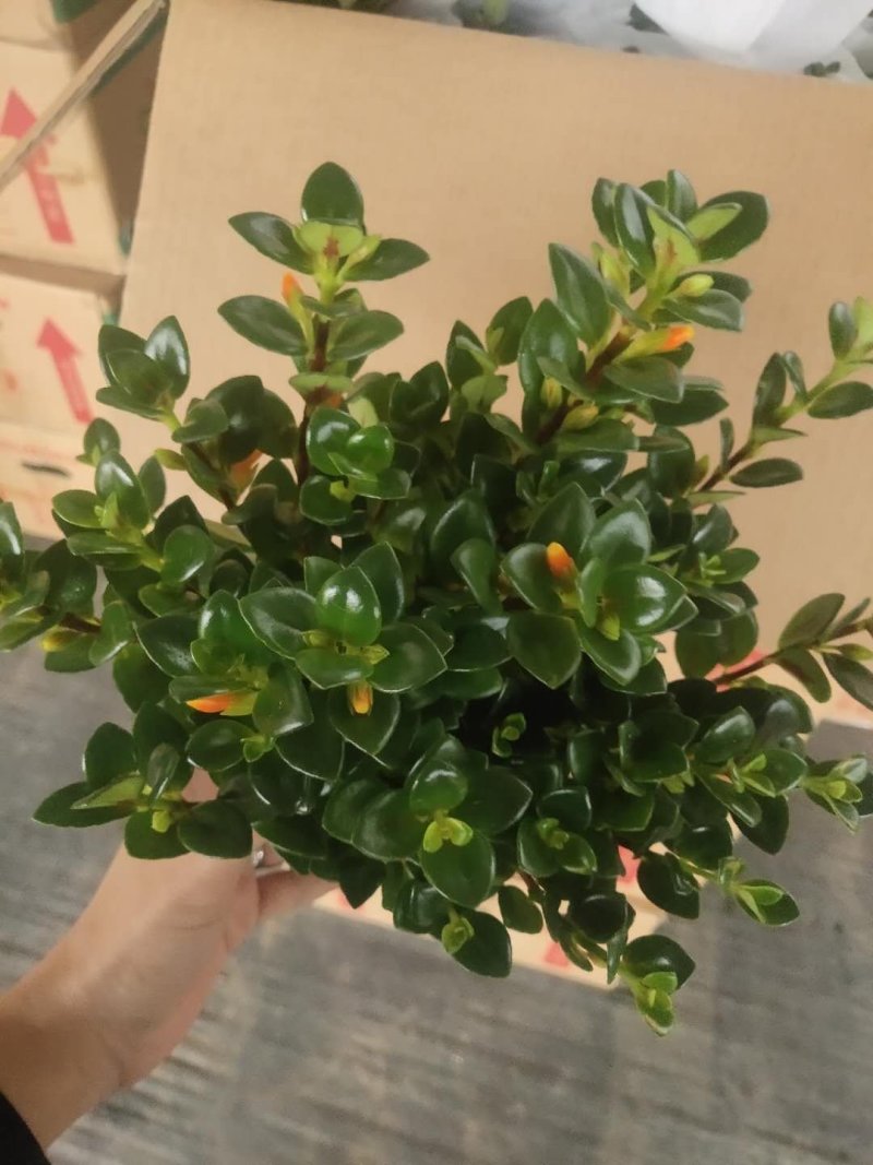 120广丰金鱼花到货，一件30颗，6.5帽大，叶片黑绿漂