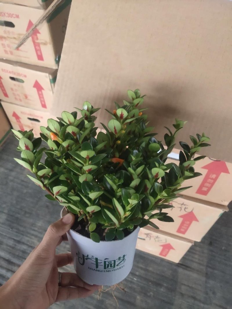 120广丰金鱼花到货，一件30颗，6.5帽大，叶片黑绿漂