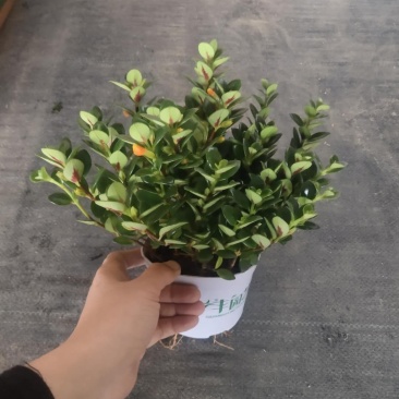 120广丰金鱼花到货，一件30颗，6.5帽大，叶片黑绿漂