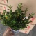 120广丰金鱼花到货，一件30颗，6.5帽大，叶片黑绿漂