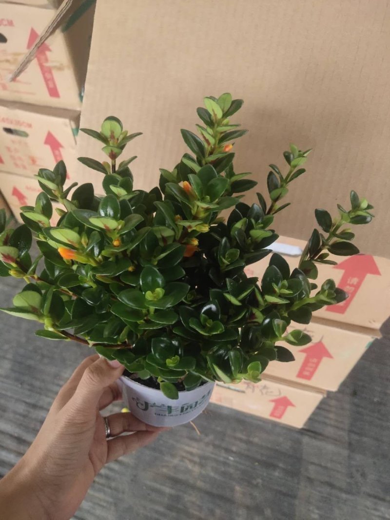 120广丰金鱼花到货，一件30颗，6.5帽大，叶片黑绿漂