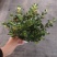120广丰金鱼花到货，一件30颗，6.5帽大，叶片黑绿漂