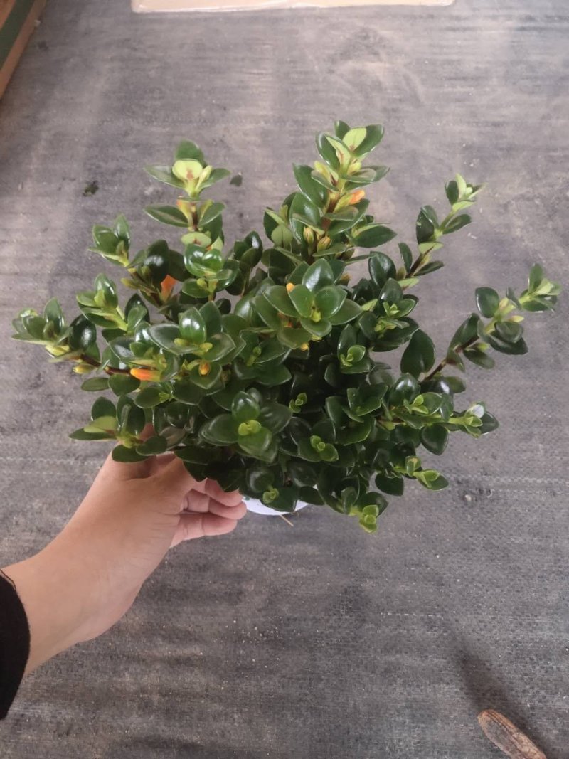 120广丰金鱼花到货，一件30颗，6.5帽大，叶片黑绿漂