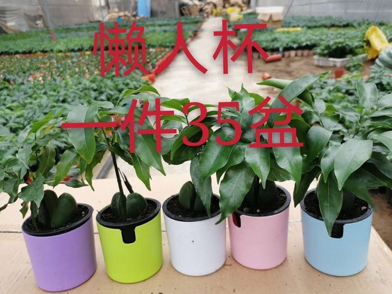懒人杯开心果苗8元，一件35盆