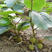 红心猕猴桃嫁接苗，原产地直供，包品种包成活，保湿发货