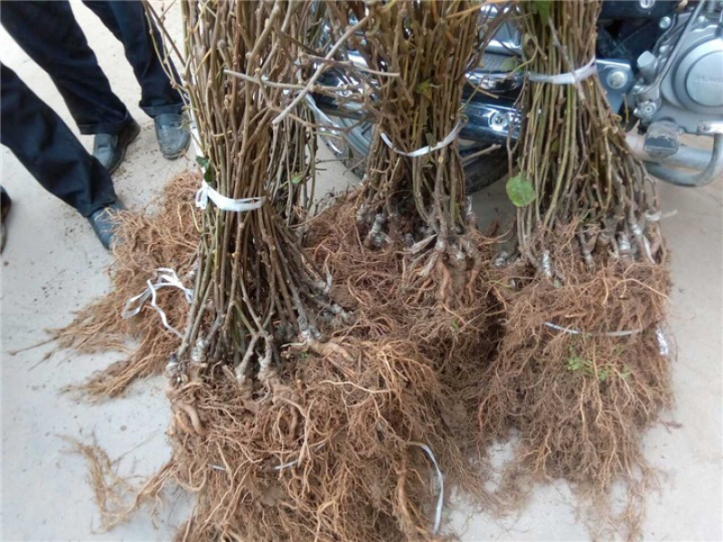 红心猕猴桃嫁接苗，原产地直供，包品种包成活，保湿发货