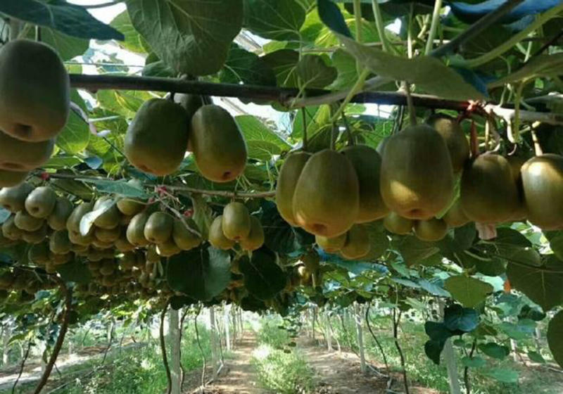 红心猕猴桃嫁接苗，原产地直供，包品种包成活，保湿发货