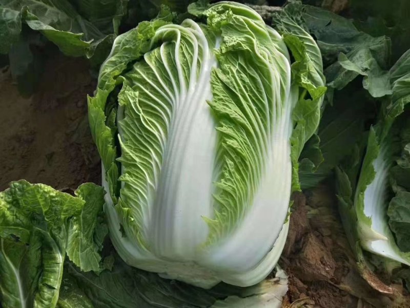 山东白菜兰陵弓棚黄心大白菜大量上市，质量保证，价格不高
