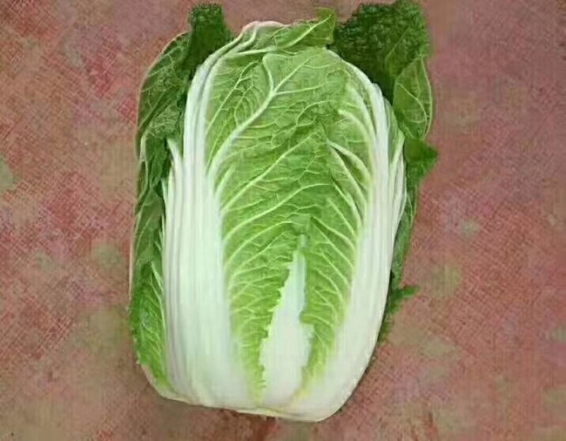 山东白菜兰陵弓棚黄心大白菜大量上市，质量保证，价格不高