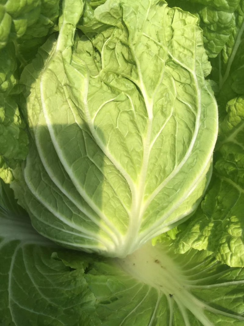 山东白菜兰陵弓棚黄心大白菜大量上市，质量保证，价格不高