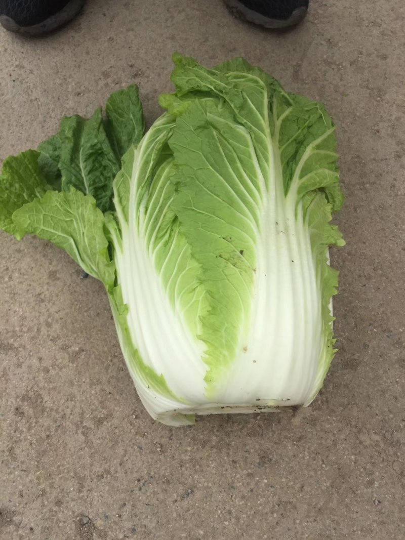 山东白菜兰陵弓棚黄心大白菜大量上市，质量保证，价格不高