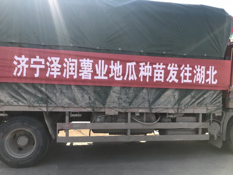 红薯苗脱毒龙薯九号大田苗龙九红薯苗大量供应中