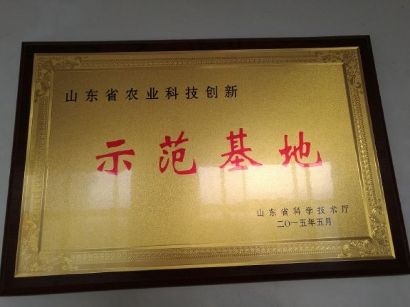 红薯苗脱毒龙薯九号大田苗龙九红薯苗大量供应中