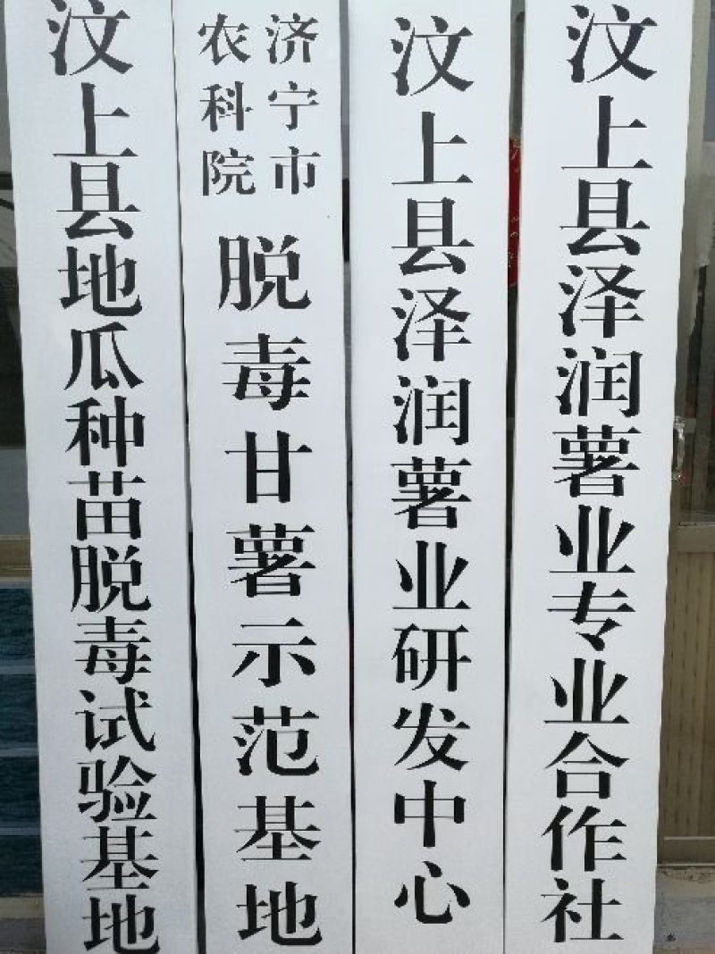红薯苗脱毒龙薯九号大田苗龙九红薯苗大量供应中