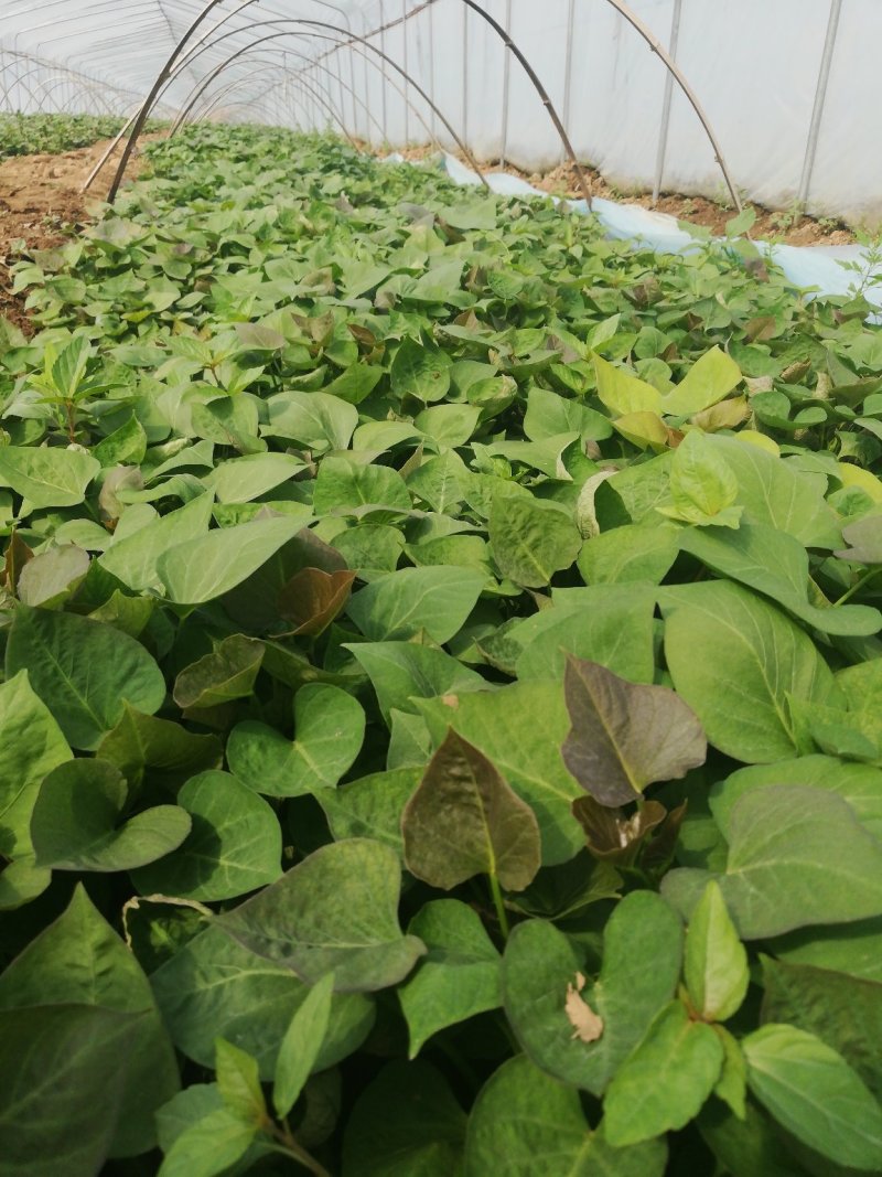 红薯苗脱毒龙薯九号大田苗龙九红薯苗大量供应中