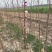 玉兰3-5公分自己种植的