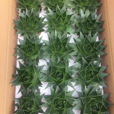 15装珍珠芦荟一件210元，每棵14