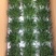 15装珍珠芦荟一件210元，每棵14