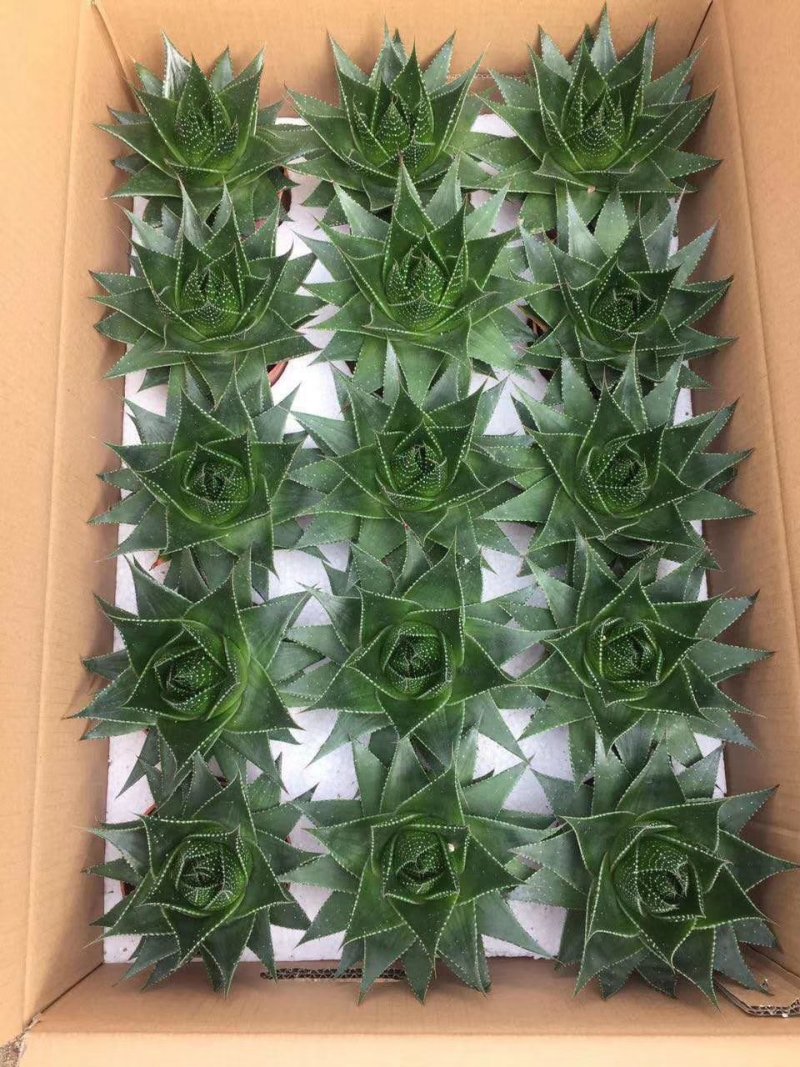 15装珍珠芦荟一件210元，每棵14