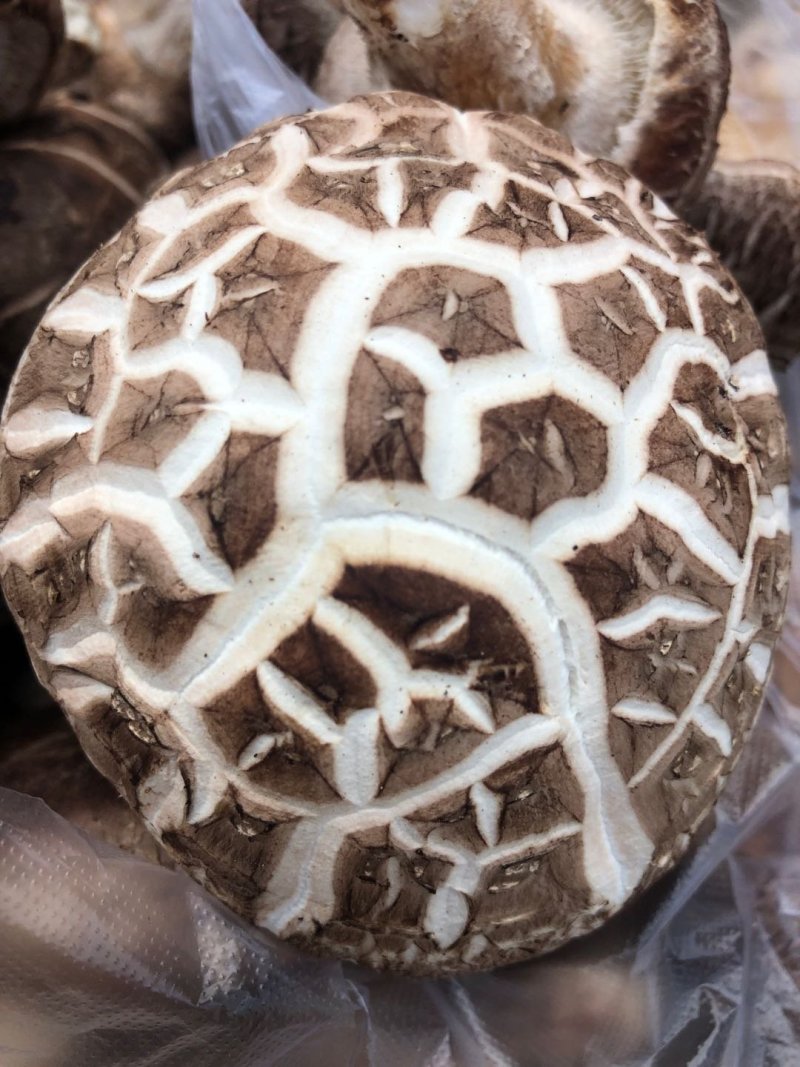 香菇菌棒出售