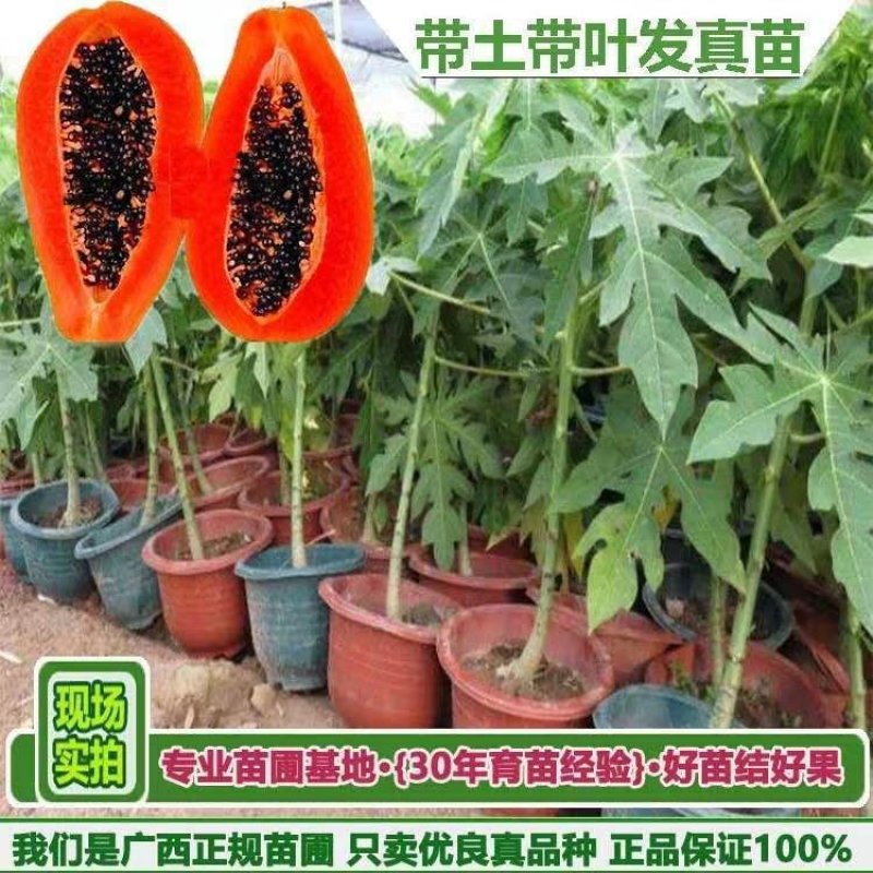 木瓜苗大青木瓜苗红肉木瓜苗当年结果盆栽树红肉木