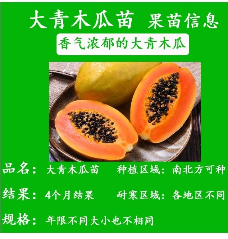 木瓜苗大青木瓜苗红肉木瓜苗当年结果盆栽树红肉木