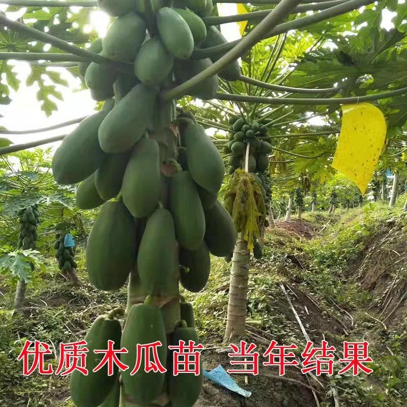 木瓜苗大青木瓜苗红肉木瓜苗当年结果盆栽树红肉木