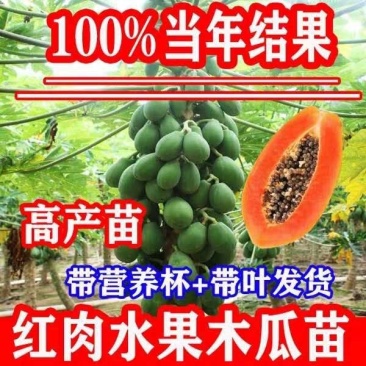 木瓜苗大青木瓜苗红肉木瓜苗当年结果盆栽树红肉木