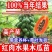 木瓜苗大青木瓜苗红肉木瓜苗当年结果盆栽树红肉木