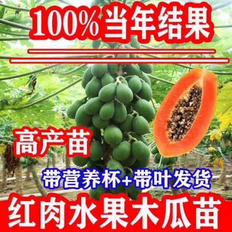 木瓜苗大青木瓜苗红肉木瓜苗当年结果盆栽树红肉木