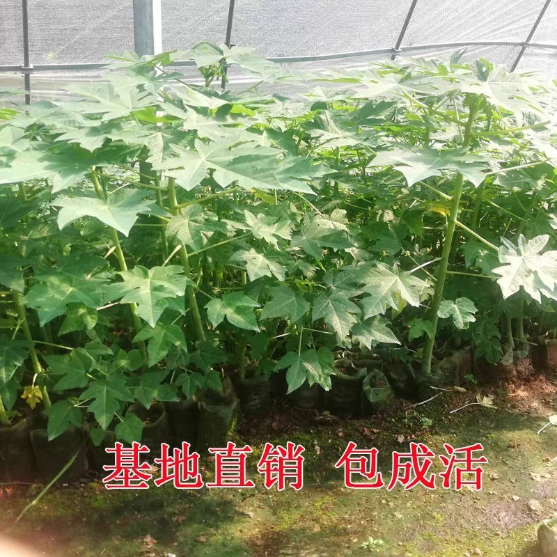 木瓜苗大青木瓜苗红肉木瓜苗当年结果盆栽树红肉木