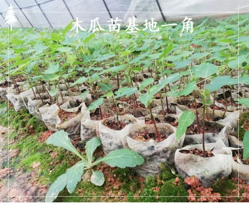 木瓜苗大青木瓜苗红肉木瓜苗当年结果盆栽树红肉木