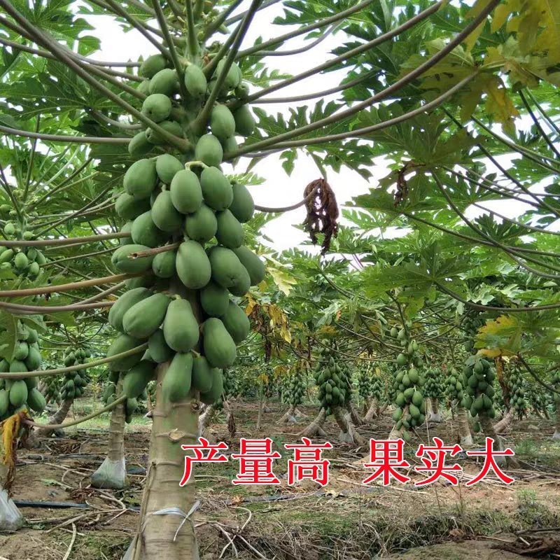 木瓜苗大青木瓜苗红肉木瓜苗当年结果盆栽树红肉木