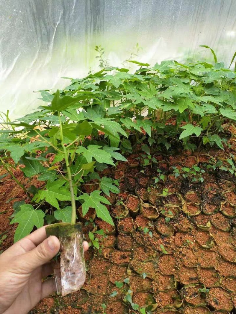 木瓜苗大青木瓜苗红肉木瓜苗当年结果盆栽树红肉木