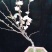 海棠花盆栽牡丹，海棠垂丝海棠大富贵，海棠玫瑰海棠