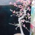 海棠花盆栽牡丹，海棠垂丝海棠大富贵，海棠玫瑰海棠