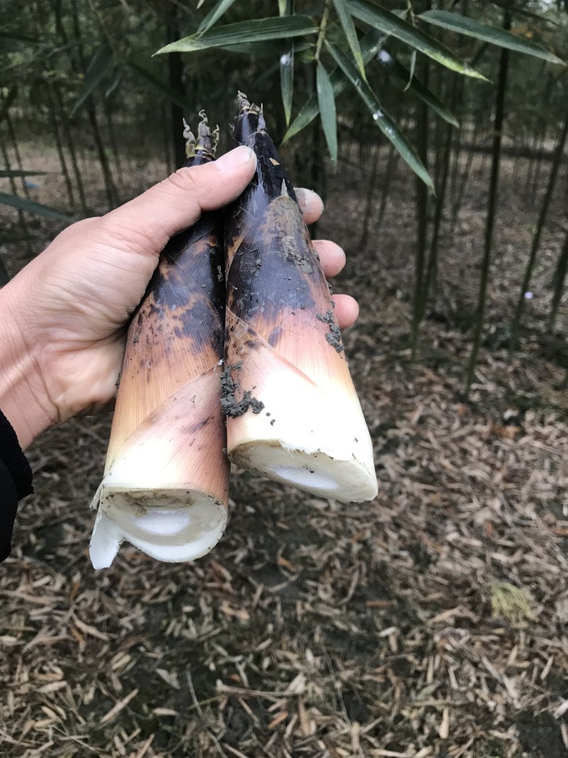 新津县新鲜雷竹春笋，量大从优欢迎采购。