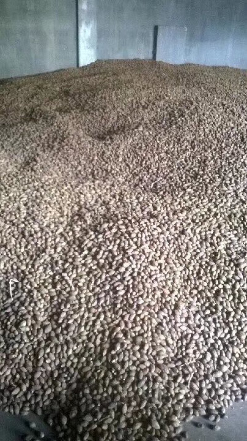 胖大海