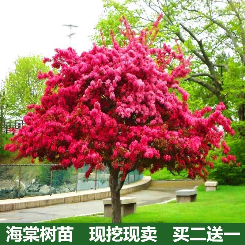 浙江宁波慈溪海棠，现挖现卖！绝不弄虚作假