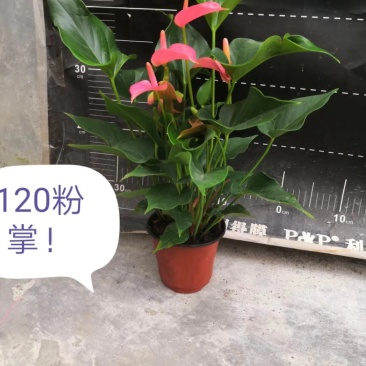 120粉掌35盆/箱12元