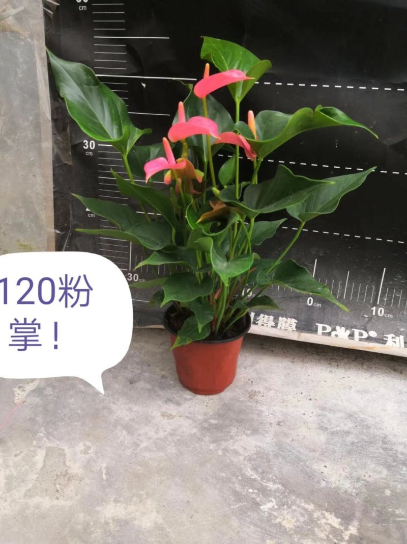 120粉掌35盆/箱12元