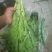 批发零售甜麦菜