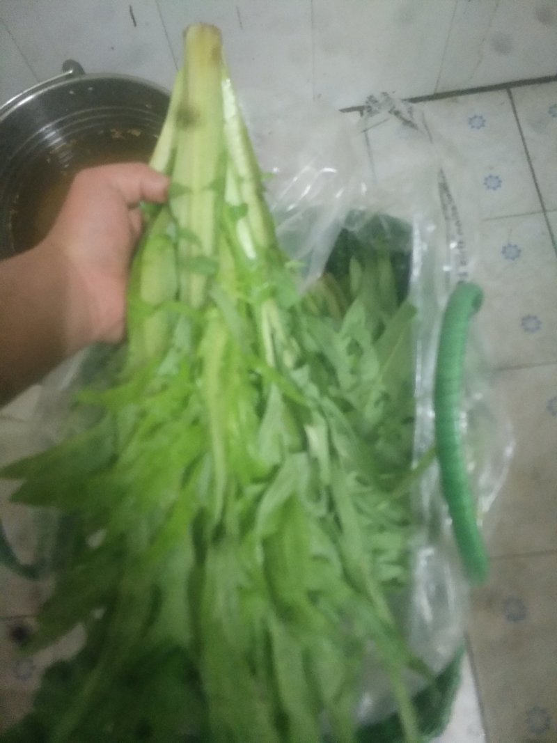 批发零售甜麦菜