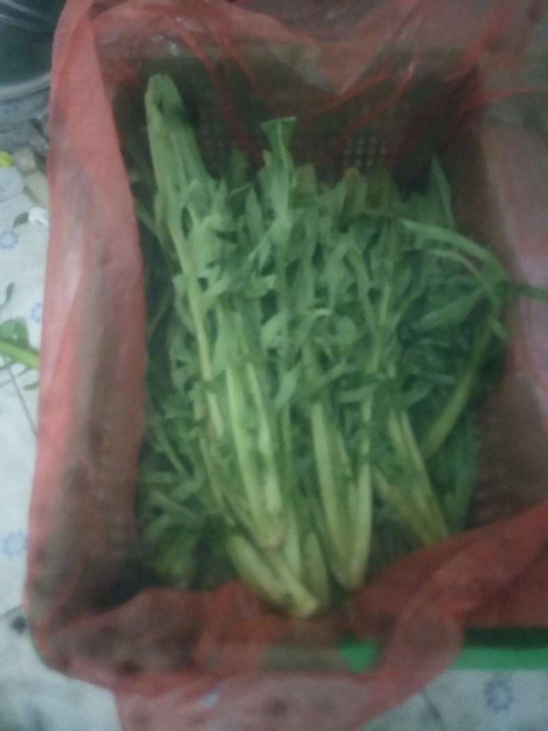 批发零售甜麦菜