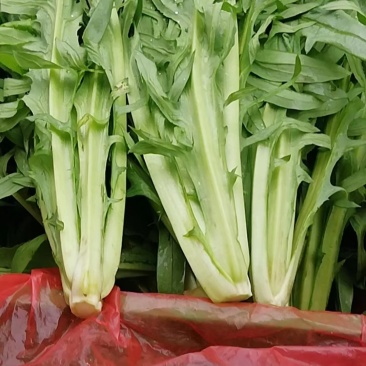 批发零售甜麦菜