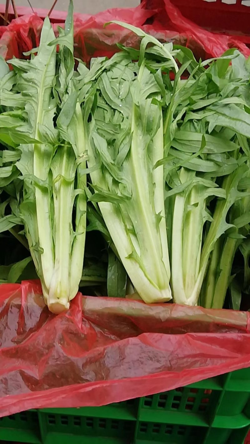 批发零售甜麦菜
