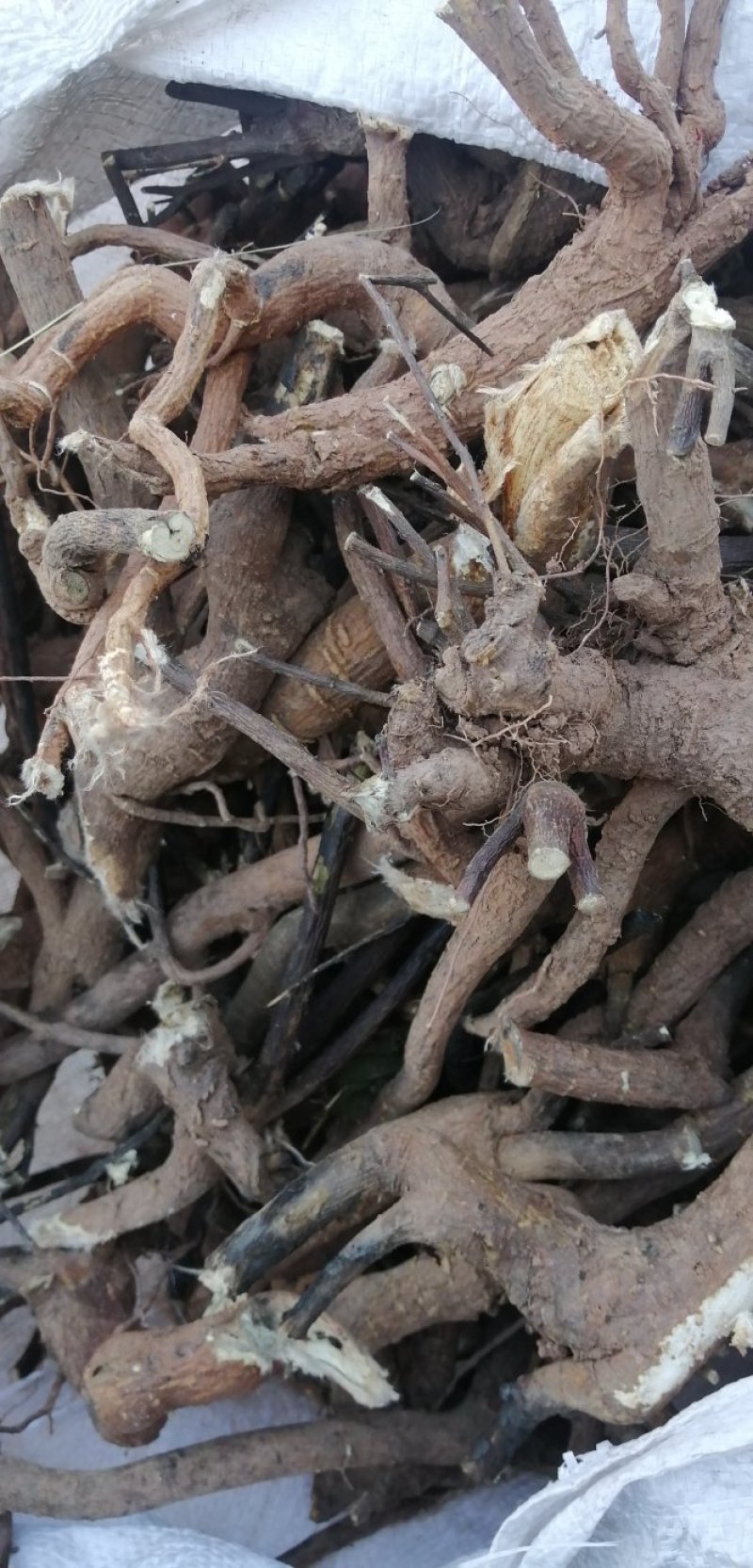 了哥王供应各种规格，质量可靠，含量包检