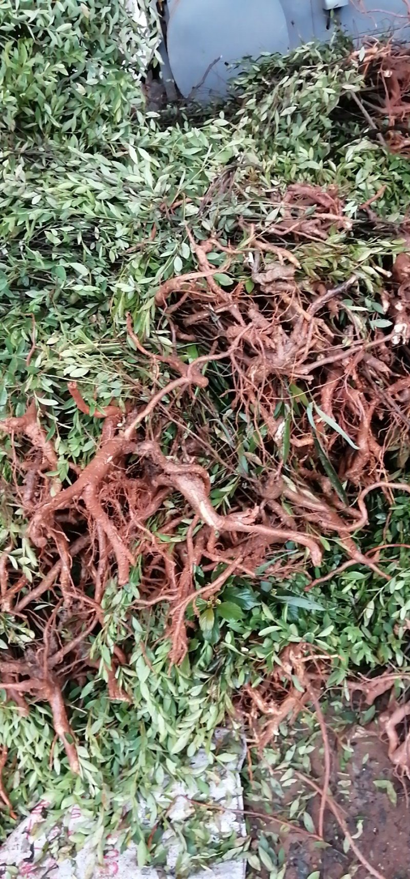 了哥王供应各种规格，质量可靠，含量包检