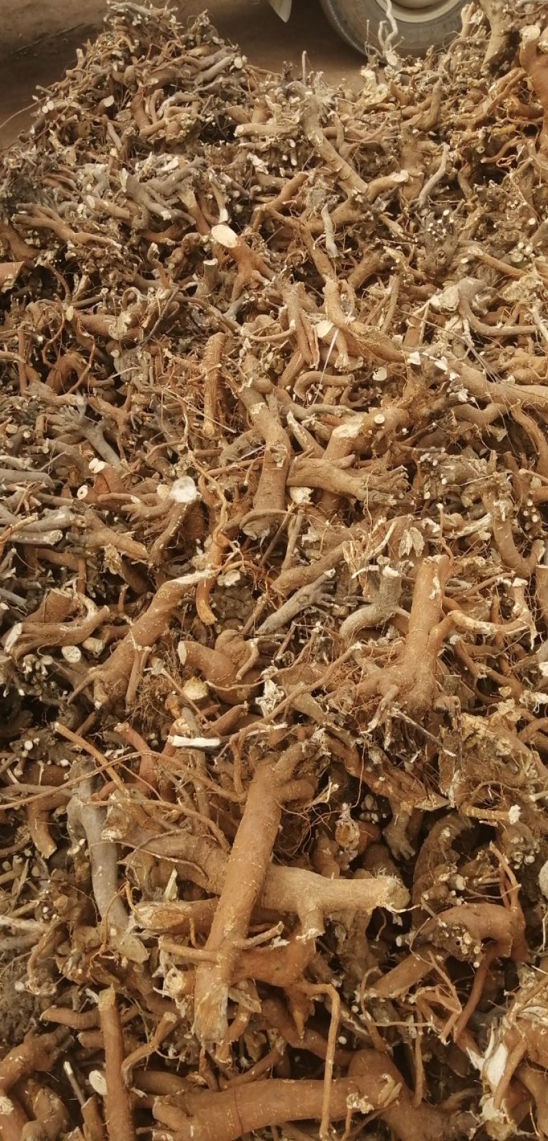 了哥王供应各种规格，质量可靠，含量包检